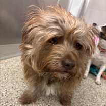 Thumbnail photo of Rusty (Bonded w/ Zoomie) #2