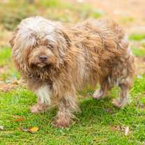 Thumbnail photo of Rusty (Bonded w/ Zoomie) #3