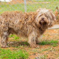 Thumbnail photo of Rusty (Bonded w/ Zoomie) #4