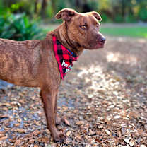 Thumbnail photo of Red #1