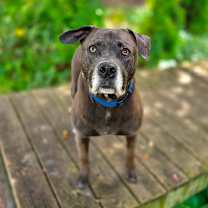 Thumbnail photo of Kali #4