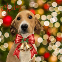 Thumbnail photo of Shirley #1