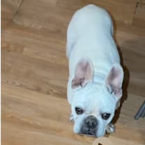Thumbnail photo of Frankie the Talking Frenchie #2