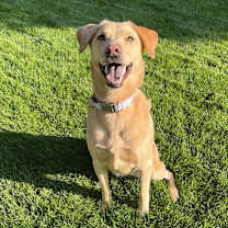 Thumbnail photo of Daisy #3