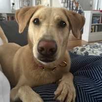 Thumbnail photo of Daisy #2