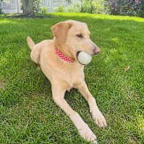 Thumbnail photo of Daisy #1