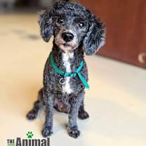 Thumbnail photo of Winston #1