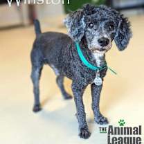 Thumbnail photo of Winston #2