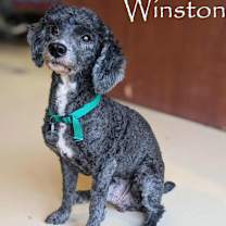 Thumbnail photo of Winston #3