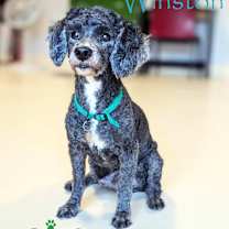 Thumbnail photo of Winston #4