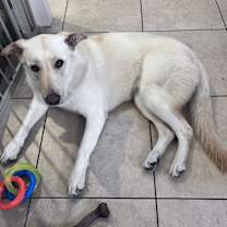 Thumbnail photo of Pearl #1