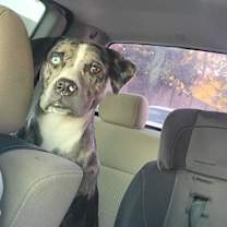 Thumbnail photo of Duke #2