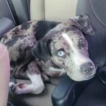 Thumbnail photo of Duke #1