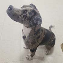 Thumbnail photo of Duke #3