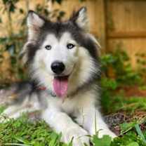 Thumbnail photo of Maley #3