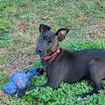 Thumbnail photo of Pearl! #4