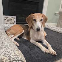 Thumbnail photo of Buttercup @ Foster #1