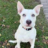 Thumbnail photo of Portia #1