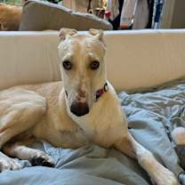 Thumbnail photo of Apollo #4