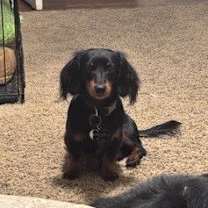 Thumbnail photo of Woody #2