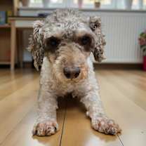 Thumbnail photo of Ichabod #1