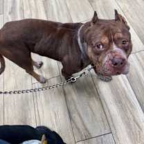 Thumbnail photo of Peanut #2