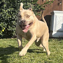 Thumbnail photo of Monte #1