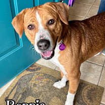 Thumbnail photo of Bonnie #1