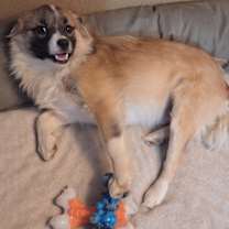 Thumbnail photo of Rover #2