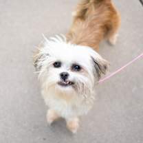 Thumbnail photo of Cindy Pawper #3