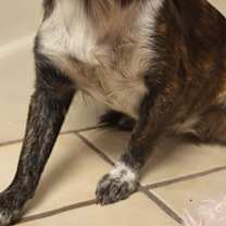 Thumbnail photo of Ruby Rose #3