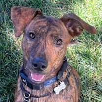 Thumbnail photo of Maddie #1