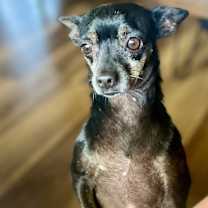 Thumbnail photo of Tito #1