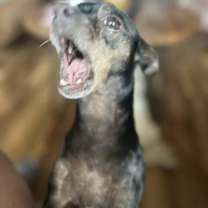 Thumbnail photo of Tito #2