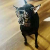 Thumbnail photo of Tito #3