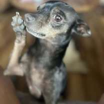 Thumbnail photo of Tito #4