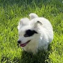 Thumbnail photo of Daisy #3