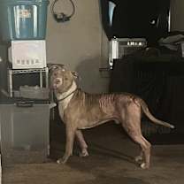 Thumbnail photo of Deogie #4