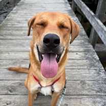 Thumbnail photo of Ralphie #1