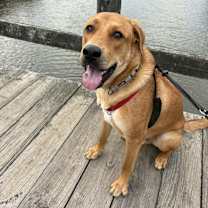 Thumbnail photo of Ralphie #2