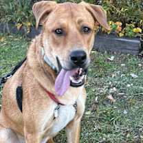 Thumbnail photo of Ralphie #3