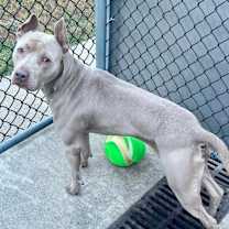 Thumbnail photo of Brixton #4