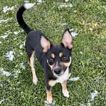 Thumbnail photo of Daizy 2025 #2