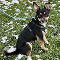 Thumbnail photo of Daizy 2025 #3