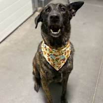 Thumbnail photo of Major Mally #1