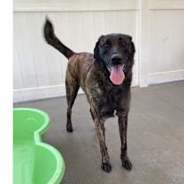 Thumbnail photo of Major Mally #2