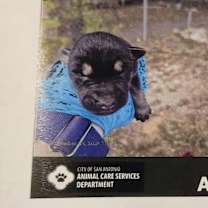 Thumbnail photo of Huntress AL #2