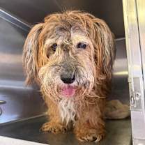 Thumbnail photo of Mehoy Minoy #3