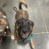 Thumbnail photo of Daisy  #3