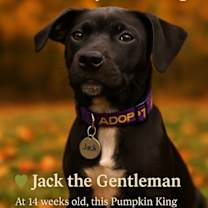 Thumbnail photo of Jack #1